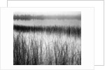 Reeds in Pond with Fog on Horizon by Anonymous
