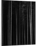 Aspen Forest by Brett Weston