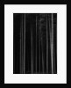 Aspen Forest by Brett Weston