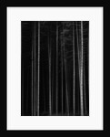 Aspen Forest by Brett Weston