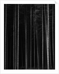 Aspen Forest by Brett Weston