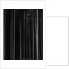 Aspen Forest by Brett Weston