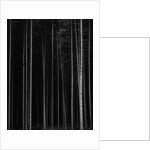 Aspen Forest by Brett Weston