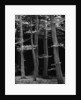 Beech Forest by Brett Weston