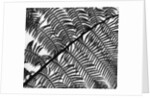 Fern Leaf Silhouette by Anonymous