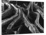 Banyan Tree Roots by Anonymous