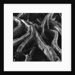 Banyan Tree Roots by Anonymous