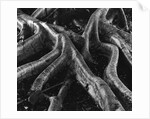 Banyan Tree Roots by Anonymous