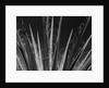 Succulents California, 1985 by Anonymous