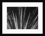 Succulents California, 1985 by Anonymous
