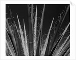 Succulents California, 1985 by Anonymous