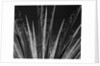 Succulents California, 1985 by Anonymous