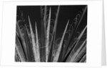 Succulents California, 1985 by Anonymous