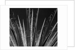 Succulents California, 1985 by Anonymous