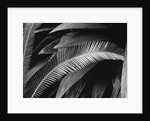 Palms, Bronx Botanical Gardens, 1945 by Anonymous