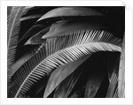 Palms, Bronx Botanical Gardens, 1945 by Anonymous