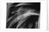 Palms, Bronx Botanical Gardens, 1945 by Anonymous