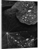 Water Droplets on Nasturtium Leaves by Anonymous