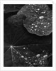 Water Droplets on Nasturtium Leaves by Anonymous