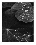 Water Droplets on Nasturtium Leaves by Anonymous
