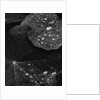Water Droplets on Nasturtium Leaves by Anonymous