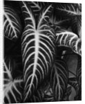 Leaves by Brett Weston