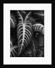 Leaves by Brett Weston