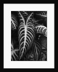Leaves by Brett Weston