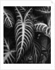 Leaves by Brett Weston