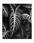 Leaves by Brett Weston