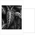 Leaves by Brett Weston