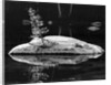 Rock and Sapling in Sierra Lake by Anonymous