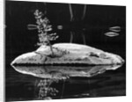 Rock and Sapling in Sierra Lake by Anonymous