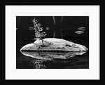 Rock and Sapling in Sierra Lake by Anonymous