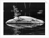 Rock and Sapling in Sierra Lake by Anonymous