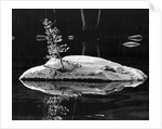Rock and Sapling in Sierra Lake by Anonymous