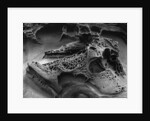 Eroded Rock on Pebble Beach by Anonymous