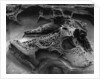 Eroded Rock on Pebble Beach by Anonymous