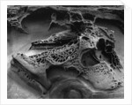 Eroded Rock on Pebble Beach by Anonymous