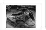 Eroded Rock on Pebble Beach by Anonymous