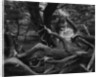 Trees and Logs at Point Lobos by Anonymous