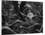 Trees and Logs at Point Lobos by Anonymous
