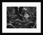 Trees and Logs at Point Lobos by Anonymous