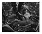 Trees and Logs at Point Lobos by Anonymous