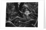 Trees and Logs at Point Lobos by Anonymous