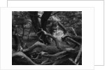 Trees and Logs at Point Lobos by Anonymous