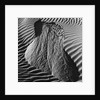 Sand Erosion by Brett Weston
