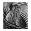 Sand Erosion by Brett Weston