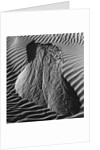 Sand Erosion by Brett Weston