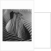 Sand Erosion by Brett Weston